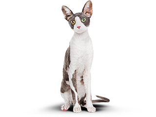 Фотография стройного котика после питания по профессиональной программе.